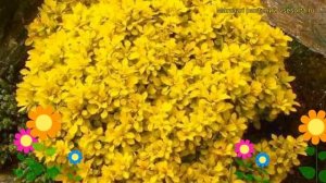 Барбарис тунберга Голдалита. Краткий обзор, описание характеристик, где купить саженцы