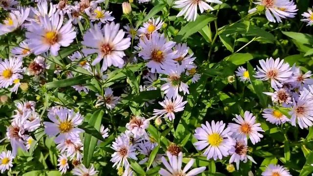 Жуковы// Их могут взять за мягкое место! //Обзор видео// смотреть онлайн