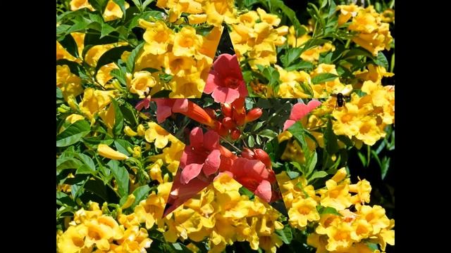 CAMPSIS_- radicans. смотреть онлайн