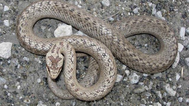 Определитель змей Подмосковья и центрального региона России. Гадюка, уж, медянка, веретеница. смотреть онлайн