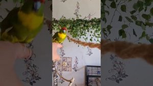 ЗНАКОМСТВО двух какарики - Гоши и Глаши! Долгожданная встреча попугаев #теремпопугая #какарики