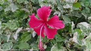 Hibiscus Rosa-Sinensis var. Cooperi "Snow Queen" | Flowering Shrubs & Trees | ?? Panama |