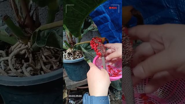 WAVE OF LOVE seeds смотреть онлайн