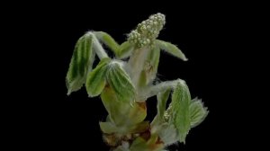 Рост растения за 2 минуты.