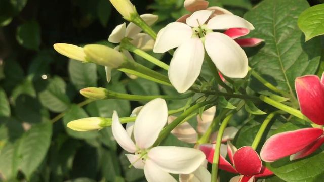 Rangoon creeper plant | flower ;) |Different colours | Indian flowers | Beauty of nature смотреть онлайн