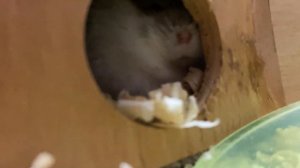 Какие орешки можно есть хомякам