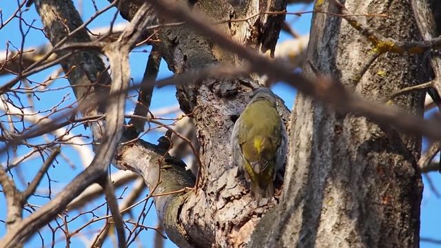 Седой дятел зовёт самку (весна) смотреть онлайн