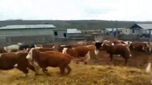 Быки на откорме. Быки Симменталы. Быки и коровы. КРС. МЭЦ.