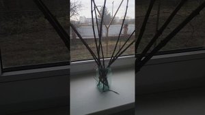 Размножение гортензий черенками в феврале.