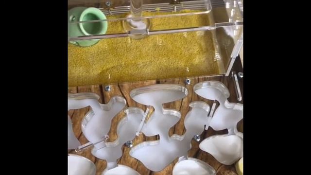 Как собрать формикарий. Первый запуск муравьёв. смотреть онлайн