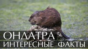 Ондатра. Интересные факты