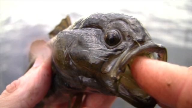 Ротаны с мозжечком HD! / Uderwater monster! Russian Bass (Micropterus salmoides) fishing смотреть онлайн