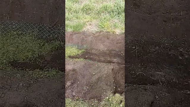 Необычайное выращивание картофеля! Опыт с завершением!