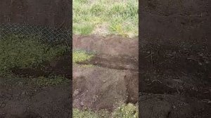 Необычайное выращивание картофеля! Опыт с завершением!