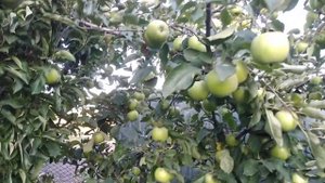 Яблоня Мутсу