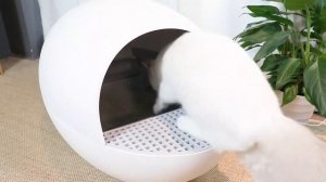 Автоматический туалет для кошек CatBox. Туалет для кошек самоочищающийся CatBox.