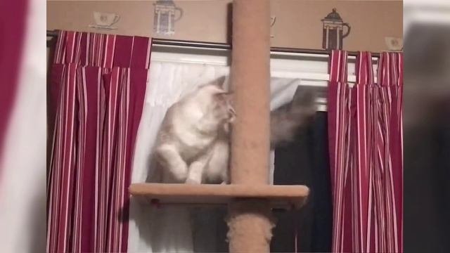 Смешные животные