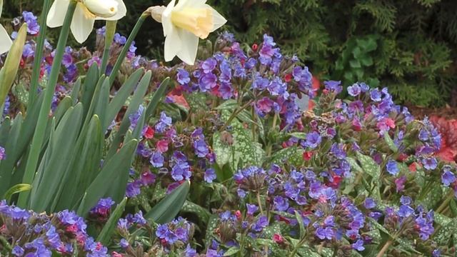 Pulmonaria Trevi Fountain смотреть онлайн