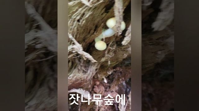 요즘 먹을수있는 야생버섯~솔잣버섯을 소개합니다~