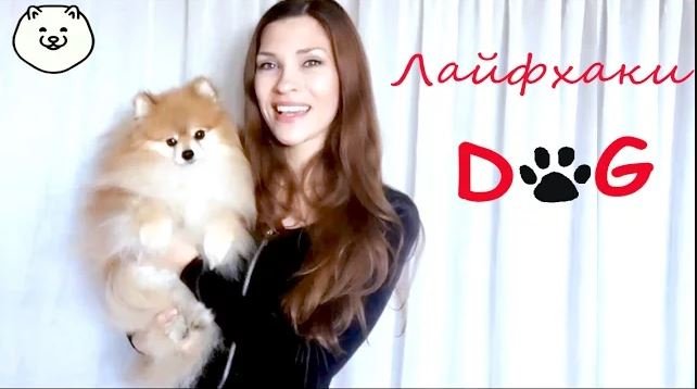 7 ЛАЙФХАКОВ для СОБАК и их ВЛАДЕЛЬЦЕВ смотреть онлайн