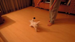 Вестхайленд вайт терьер Бонд/а говорили ты не киса