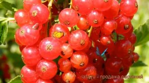 Смородина красная Уральская красавица ? обзор: как сажать, саженцы смородины Уральская красавица