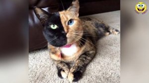 ТОП ЖИВОТНЫХ С НЕОБЫЧНЫМ ОКРАСОМ |Природа Шутит?| Животные с рисунками на теле| #27