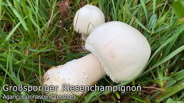 Pilze ohne Ende im November! | 05.11.2022 | Steinpilz, Pfifferling, Herbstlorchel, Zitterzahn & meh смотреть онлайн