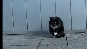 Профессии кошек.mov
