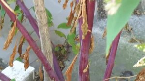 Ядовитые растения. Лаконос американский / Phytolacca americana