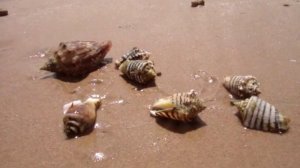 МОЛЛЮСКИ КРАСНОГО МОРЯ-2