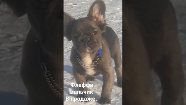 Длинношрстный флаффи мальчик французского бульдогаДНК ayat Nco L4L4 WhatsApp 89773453598