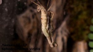 Линька богомола Sphodromantis viridis на L7