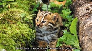 Амурский лесной кот (дальневосточная леопардовая кошка)