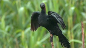 Баклан малый (Phalacrocorax pygmeus)