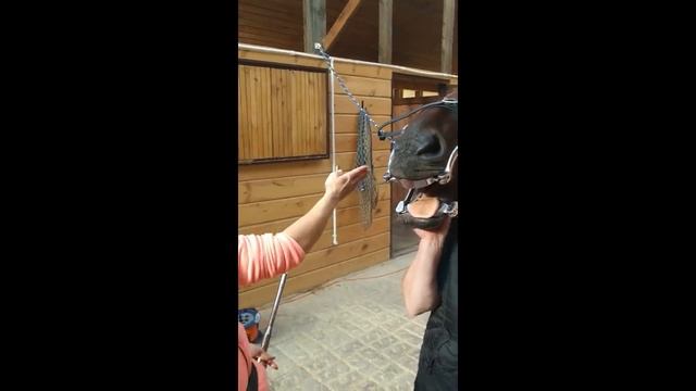 Пилим зубы лошади с ведущим ветеринарным врачом Светланой Крициной. смотреть онлайн