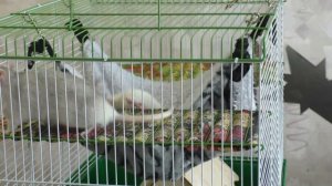 Характеры и повадки декоративных крыс. Как распознать?