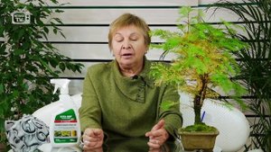 Мох ? Как бороться со мхом на участке? ? Лучший способ от HitsadTV