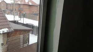 Выращивание секвои вечнозеленой из семян.