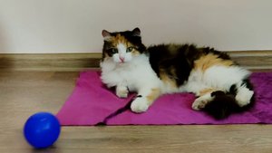Кошка поела, умылась и стала играть с мячиками.
