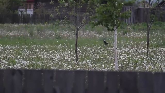 Тест Jupiter 37A Canon EOS 550D смотреть онлайн