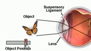 Аккомодация глаза