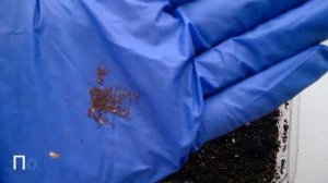 ПРИМУЛА МЕЛКОЗУБЧАТАЯ: описание,уход,выращивание из семян.