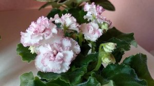 Фиалки. Три сорта из моей коллекции. Купила "Агробалт". Какое качество??? И другие мелочи.