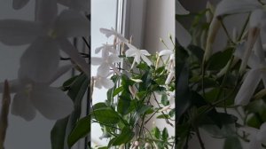 Жасмин многоцветковый