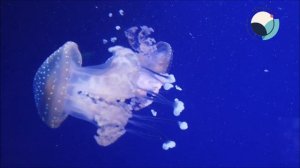 Видеоурок  Морские обитатели