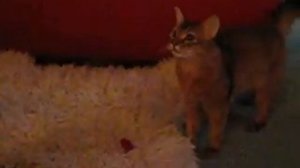 Сомалийская кошка Соня, г.Одесса, Украина