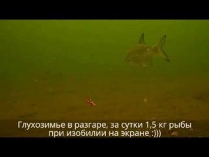 На Аргази за лещём с камерой FocusFish