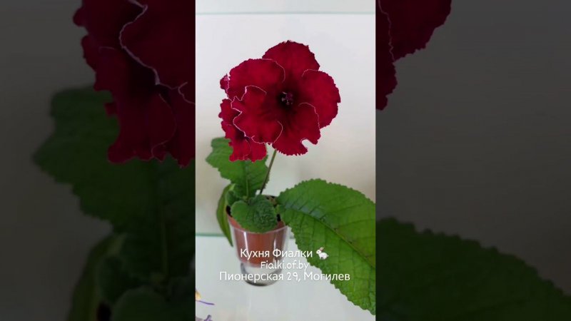 Студия Кухня Фиалки . Август.