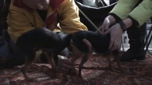 ВЯЗКА СОБАК породы той-терьер. Помощь инструктора. /  breeding dogs
